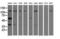 Insulin Like Growth Factor 2 MRNA Binding Protein 2 antibody, LS-C175776, Lifespan Biosciences, Western Blot image 