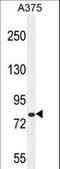 WD repeat-containing and planar cell polarity effector protein fritz homolog antibody, LS-C168347, Lifespan Biosciences, Western Blot image 