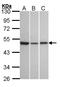 KISS1 Receptor antibody, LS-C109309, Lifespan Biosciences, Western Blot image 