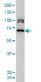 Bromodomain Containing 3 antibody, LS-C133532, Lifespan Biosciences, Western Blot image 