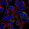 Inhibin Subunit Beta E antibody, NBP1-89262, Novus Biologicals, Immunofluorescence image 