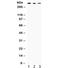 Talin 2 antibody, R32413, NSJ Bioreagents, Western Blot image 