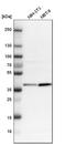 Calcium Homeostasis Modulator Family Member 2 antibody, HPA014706, Atlas Antibodies, Western Blot image 