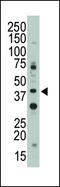 CD33 Molecule antibody, LS-C97823, Lifespan Biosciences, Western Blot image 
