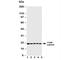 Caspase 4 antibody, R30563, NSJ Bioreagents, Western Blot image 