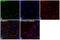 Claudin 1 antibody, PA5-32350, Invitrogen Antibodies, Immunofluorescence image 