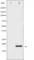 DNA Damage Inducible Transcript 3 antibody, abx010558, Abbexa, Western Blot image 