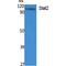 Signal Transducer And Activator Of Transcription 2 antibody, LS-C386818, Lifespan Biosciences, Western Blot image 