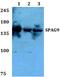 Sperm Associated Antigen 9 antibody, PA5-75646, Invitrogen Antibodies, Western Blot image 