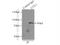 Cullin 1 antibody, 12895-1-AP, Proteintech Group, Immunoprecipitation image 