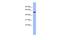 CUGBP Elav-Like Family Member 4 antibody, A07216, Boster Biological Technology, Western Blot image 