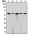 Cyp17 antibody, orb213833, Biorbyt, Western Blot image 