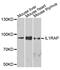 Interleukin 1 Receptor Accessory Protein antibody, abx006770, Abbexa, Western Blot image 