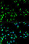 Ras association domain-containing protein 1 antibody, 14-231, ProSci, Immunofluorescence image 