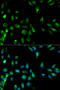 Ras Association Domain Family Member 1 antibody, 14-231, ProSci, Immunofluorescence image 