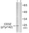 CD247 Molecule antibody, abx012434, Abbexa, Western Blot image 