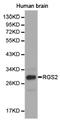 Regulator Of G Protein Signaling 2 antibody, LS-C192893, Lifespan Biosciences, Western Blot image 