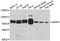 Sentrin-specific protease 1 antibody, LS-C748151, Lifespan Biosciences, Western Blot image 