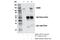 RNA Binding Motif Protein 5 antibody, 86425S, Cell Signaling Technology, Immunoprecipitation image 