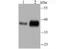 Transmembrane Protein 173 antibody, A01871-2, Boster Biological Technology, Western Blot image 
