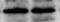 Protein Arginine Methyltransferase 6 antibody, NB100-56642, Novus Biologicals, Western Blot image 