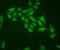 Superoxide Dismutase 1 antibody, PB9402, Boster Biological Technology, Immunofluorescence image 