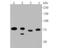 Metastasis Associated 1 Family Member 2 antibody, NBP2-80409, Novus Biologicals, Western Blot image 
