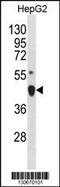 LIM Homeobox 4 antibody, 60-590, ProSci, Western Blot image 