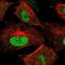 MMS22 Like, DNA Repair Protein antibody, NBP2-57743, Novus Biologicals, Immunofluorescence image 