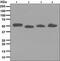 Immunoglobulin Heavy Constant Gamma 1 (G1m Marker) antibody, ab109489, Abcam, Western Blot image 
