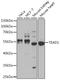 TEA Domain Transcription Factor 1 antibody, A13366, ABclonal Technology, Western Blot image 