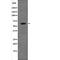 Presenilin 1 antibody, abx218025, Abbexa, Western Blot image 