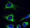Apoptosis Inducing Factor Mitochondria Associated 1 antibody, 45-6200, Invitrogen Antibodies, Immunofluorescence image 