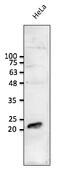 RAB1B, Member RAS Oncogene Family antibody, AB0017-100, Origene, Western Blot image 