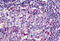 Sterile Alpha And TIR Motif Containing 1 antibody, MBS240837, MyBioSource, Immunohistochemistry frozen image 