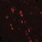 Oligodendrocyte Transcription Factor 2 antibody, NBP2-41269, Novus Biologicals, Immunocytochemistry image 
