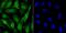 Synuclein Alpha antibody, NBP2-75409, Novus Biologicals, Immunofluorescence image 