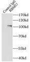 RNA Binding Motif Protein 15 antibody, FNab07163, FineTest, Immunoprecipitation image 