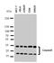 Caspase 6 antibody, LS-C312603, Lifespan Biosciences, Western Blot image 