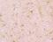 Septin 2 antibody, NBP2-75660, Novus Biologicals, Immunohistochemistry paraffin image 