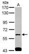 SH3 Domain Binding Protein 1 antibody, PA5-30483, Invitrogen Antibodies, Western Blot image 