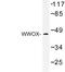 WW Domain Containing Oxidoreductase antibody, LS-C176984, Lifespan Biosciences, Western Blot image 