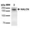 Sodium Leak Channel, Non-Selective antibody, 11568, QED Bioscience, Western Blot image 