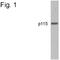 VDP p115 antibody, NB100-74483, Novus Biologicals, Western Blot image 