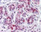 LIM Domain Only 4 antibody, 51-529, ProSci, Immunohistochemistry paraffin image 