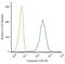 Vimentin antibody, NBP1-97670, Novus Biologicals, Flow Cytometry image 