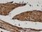 Fatty Acid Desaturase 1 antibody, H00003992-M04, Novus Biologicals, Immunohistochemistry paraffin image 