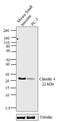 Claudin 4 antibody, 32-9400, Invitrogen Antibodies, Western Blot image 