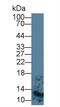 S100 Calcium Binding Protein A8 antibody, LS-C663678, Lifespan Biosciences, Western Blot image 