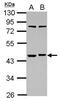 RNA Binding Motif Single Stranded Interacting Protein 1 antibody, PA5-28561, Invitrogen Antibodies, Western Blot image 